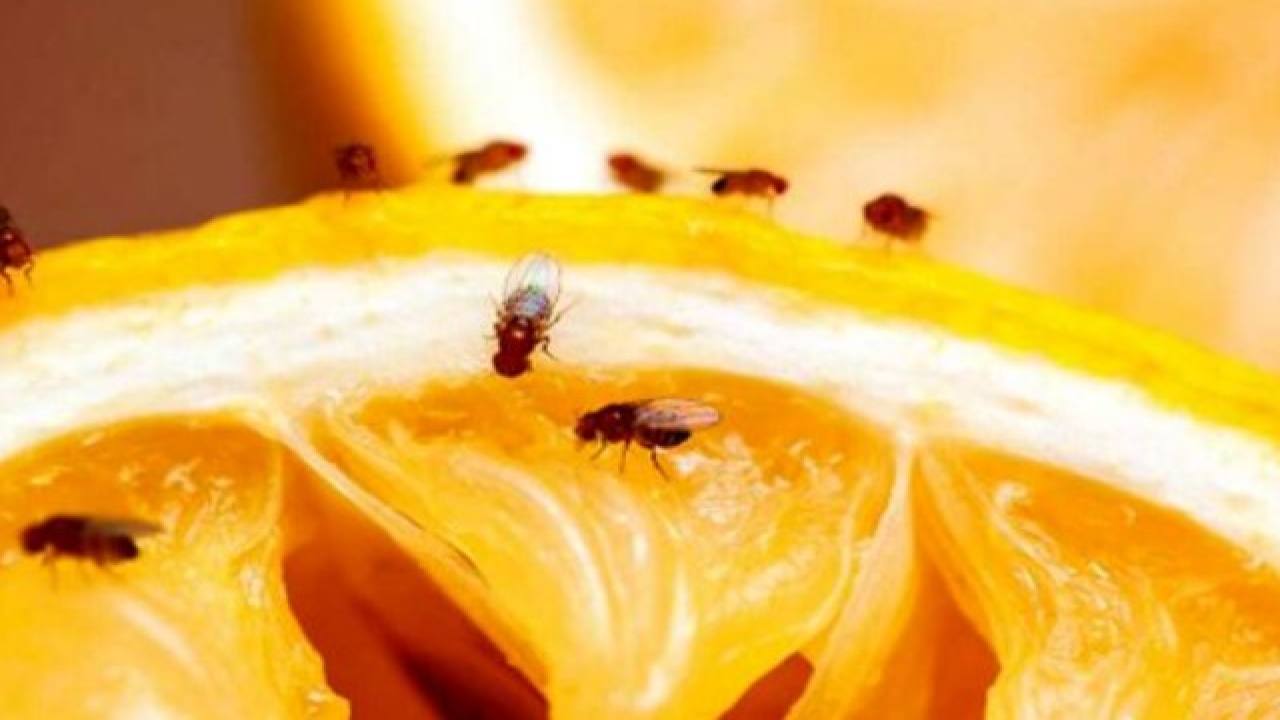 Come tenere gli insetti lontani dalla frutta
