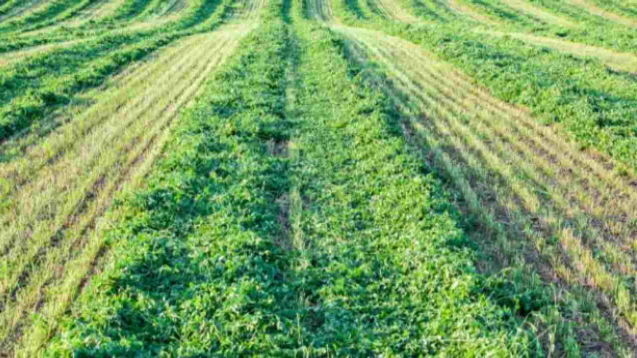 Una potente erba di campo 