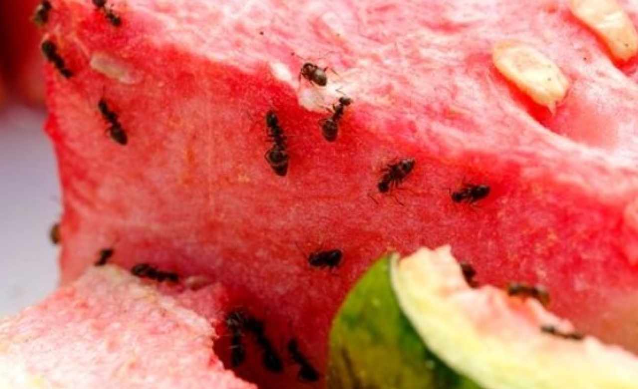 Frutta, segreto per togliere gli insetti