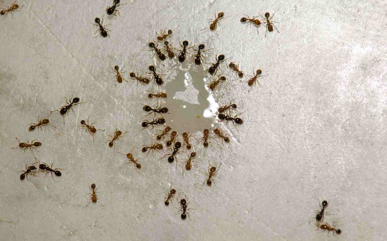 Formiche in cucina, come rimediare