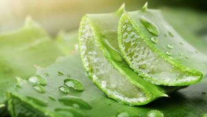 Foglie di Aloe Vera - Laterradelgusto.it