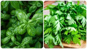 Basilico e prezzemolo il trucco per non farli appassire