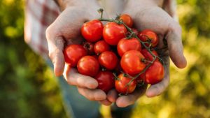 Pomodori - Laterradelgusto.it
