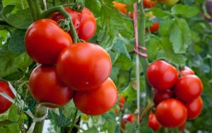 Conservare al fresco i pomodori