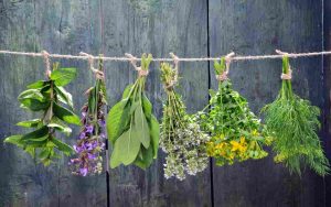 Un'erba aromatica che ci sarà di grandissimo aiuto