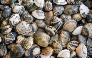 Allarme per le vongole