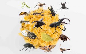 Pasta a rischio insetti