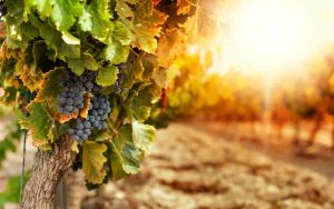 Rilevati pesticidi nel vino