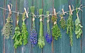 Conservare le erbe aromatiche