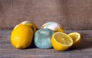 Limoni ammuffiti, la soluzione