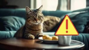 Attenzione, il nostro micio non può e non deve mangiare di tutto