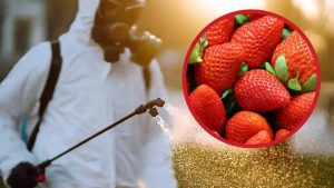 fragole pesticidi
