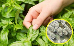 Accorato richiamo per questo alimento